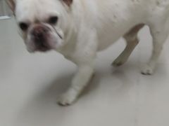 -安安宠物医院(情缘分院)