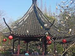 -上海醉白池公园