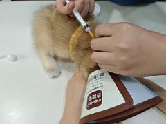 -瑞派动物医院·绝育·犬猫全科·预防医学(光景江南中店)