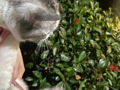 -瑞鹏宠物医院·猫科·宠保定点(梅溪湖分院)