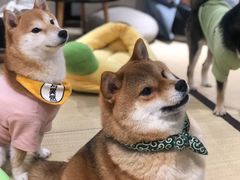 -逗柴咖啡屋·狗咖猫咖宠物桌游
