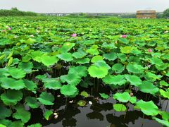 -荷塘月色湿地公园·向阳花洲