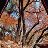 初冬的颐和园，由后山石阶而上，少有游客，唯闻雀儿鸣叫