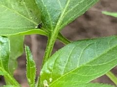 -宜昌富力皇冠假日酒店·咖啡1号西餐厅