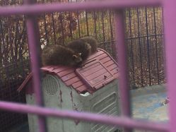 -萌宠亲子动物乐园(槐房万达店)