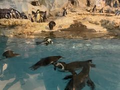 -帝企鹅自助餐厅•儿童岛•真企鹅(长隆企鹅酒店)