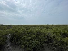 -北海金海湾红树林生态旅游区