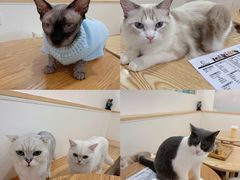 -李小姐の猫咖啡馆(五角场店)