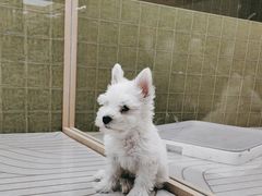 -帕帕拉兹宠物(亚洲旗舰店)