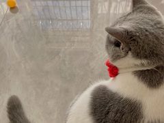 -瑞派康怡24h宠物医院·犬猫医疗中心·微创绝育(瑞景分院)