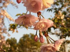 -高东镇樱花园