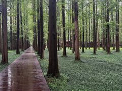 -黄海国家森林公园