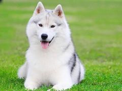 -瑞鹏宠物医院犬猫全科(真大分院)