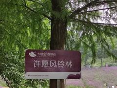 -大塘金香草谷