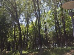 -大兴滨河森林公园