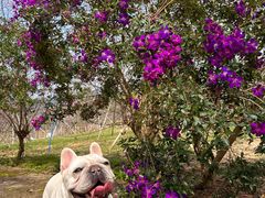 -天适樱花悠乐园