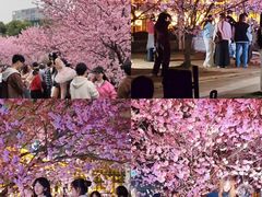 -武汉大学-樱园