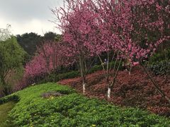 -重庆彩云湖湿地公园