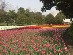 -上海鲜花港