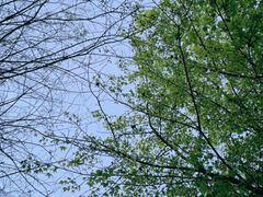 -新虹桥中心花园