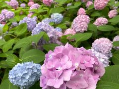 -上海滨江森林公园