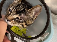 -爱侣宠医·鹦鹉专科·小型哺乳类·异宠专科(灵石路店)