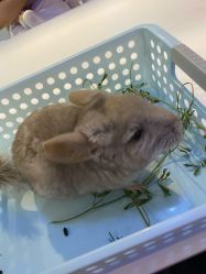 -Moni星球萌宠·小马宝莉·灵蛇·高端高阶全萌宠互动体验俱乐部(红豆国际广场店)