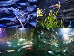 -上海海洋水族馆