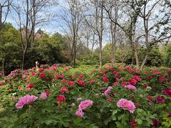 -洛阳市隋唐城遗址植物园