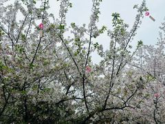 -堤角公园