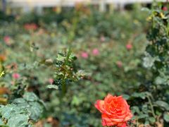 -人民公园(罗湖区)