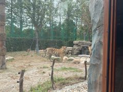 -上海野生动物园老虎餐厅