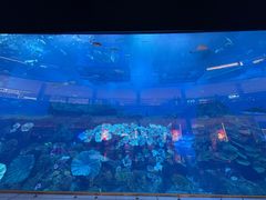 -迪拜水族馆及水下动物园