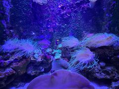 -迪拜水族馆及水下动物园