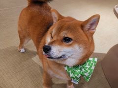 -逗柴咖啡屋·狗咖猫咖宠物桌游