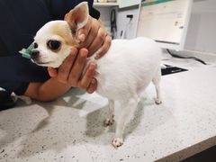 -佳雯宠物医院(金华南路分院)