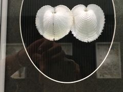 -青岛贝壳博物馆