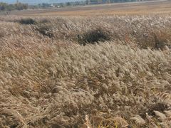 -野鸭湖国家湿地公园