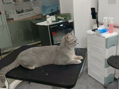 -爱洗澡的猫(天河路店)