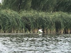 -剑鱼皮划艇俱乐部(石湖基地)