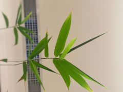 -二酉书店TOYOU BOOKS