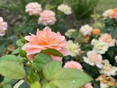 -上海植物园-4号门售票处