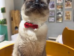 -藏猫猫咖啡主题馆(中央大道店)