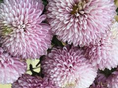 上海鲜花港-上海鲜花港