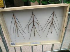 -北国商城