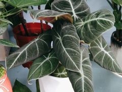 -花心思鲜花店(武昌徐东店)