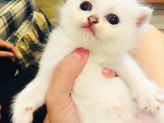 -重庆市奥林匹克体育中心-游泳跳水馆