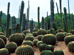 -深圳仙湖植物园
