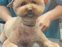 -达爱动物医院·犬猫分区·CT·复杂眼科(远洋山水分院)
