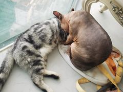 -共舞时光猫咖·狗咖(新街口店)